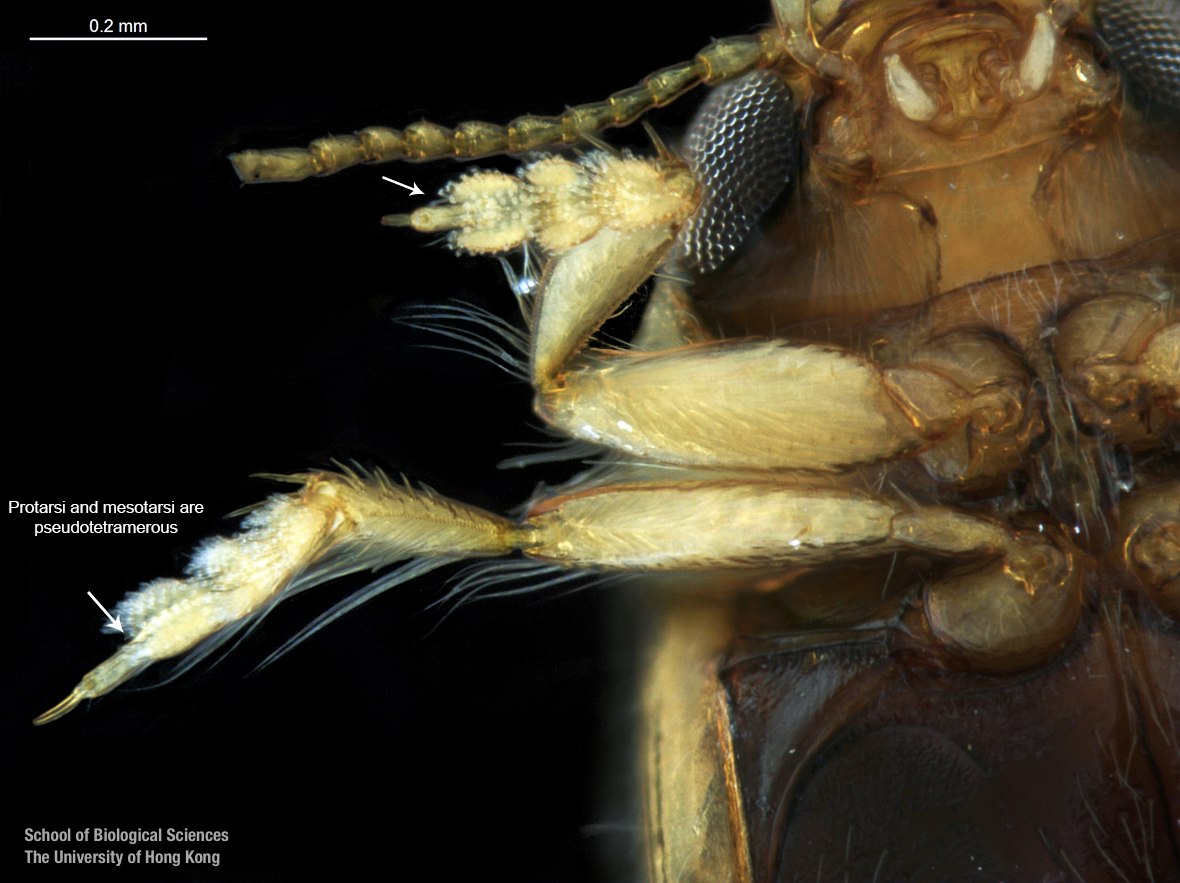 Right protarsi and mesotarsi